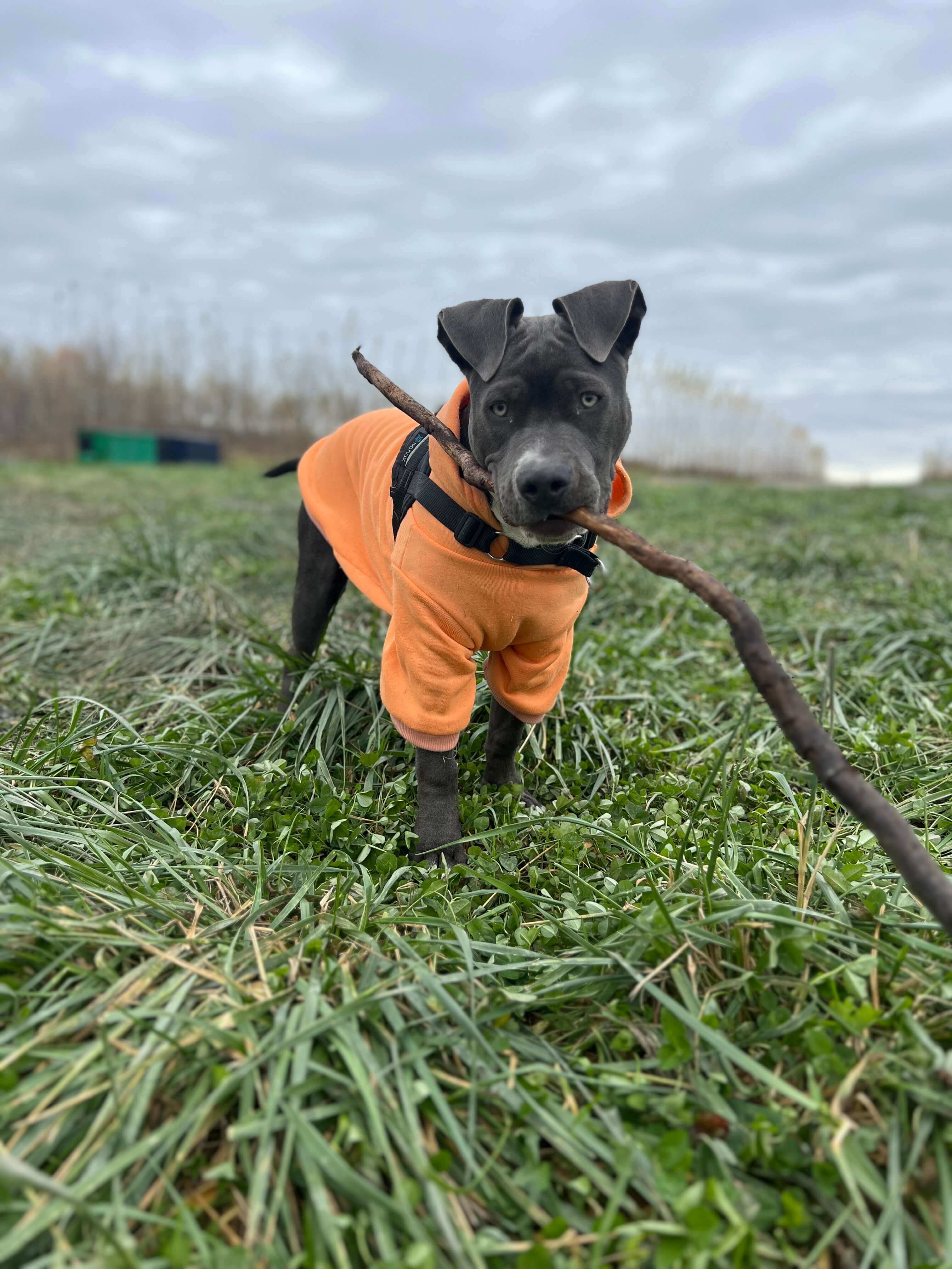 Sultan House team dog